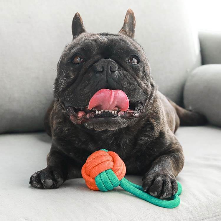 Knots Rope Tug Dog Toy - Color Clash - FUNNYFUZZY