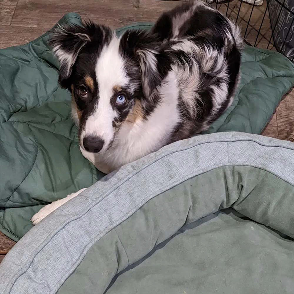Leaf Shape Dog Blanket With Donut Dog Bed Luxury Dog Gifts - FUNNYFUZZY